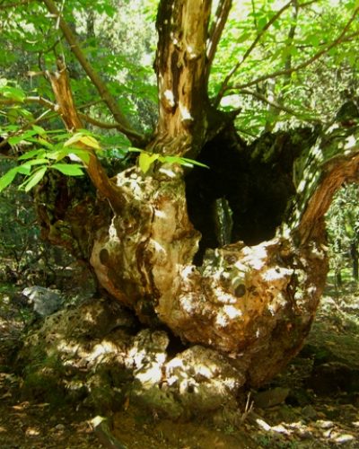 can barrina Reserva de la biosfera